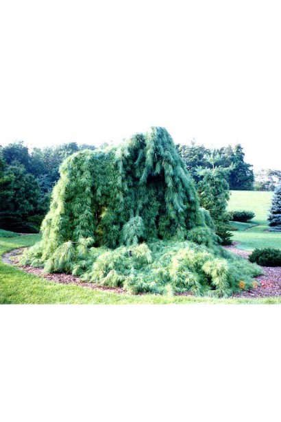 Сосна Пендула